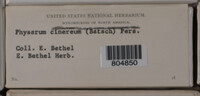 Physarum cinereum image